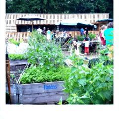 Urban Gardening