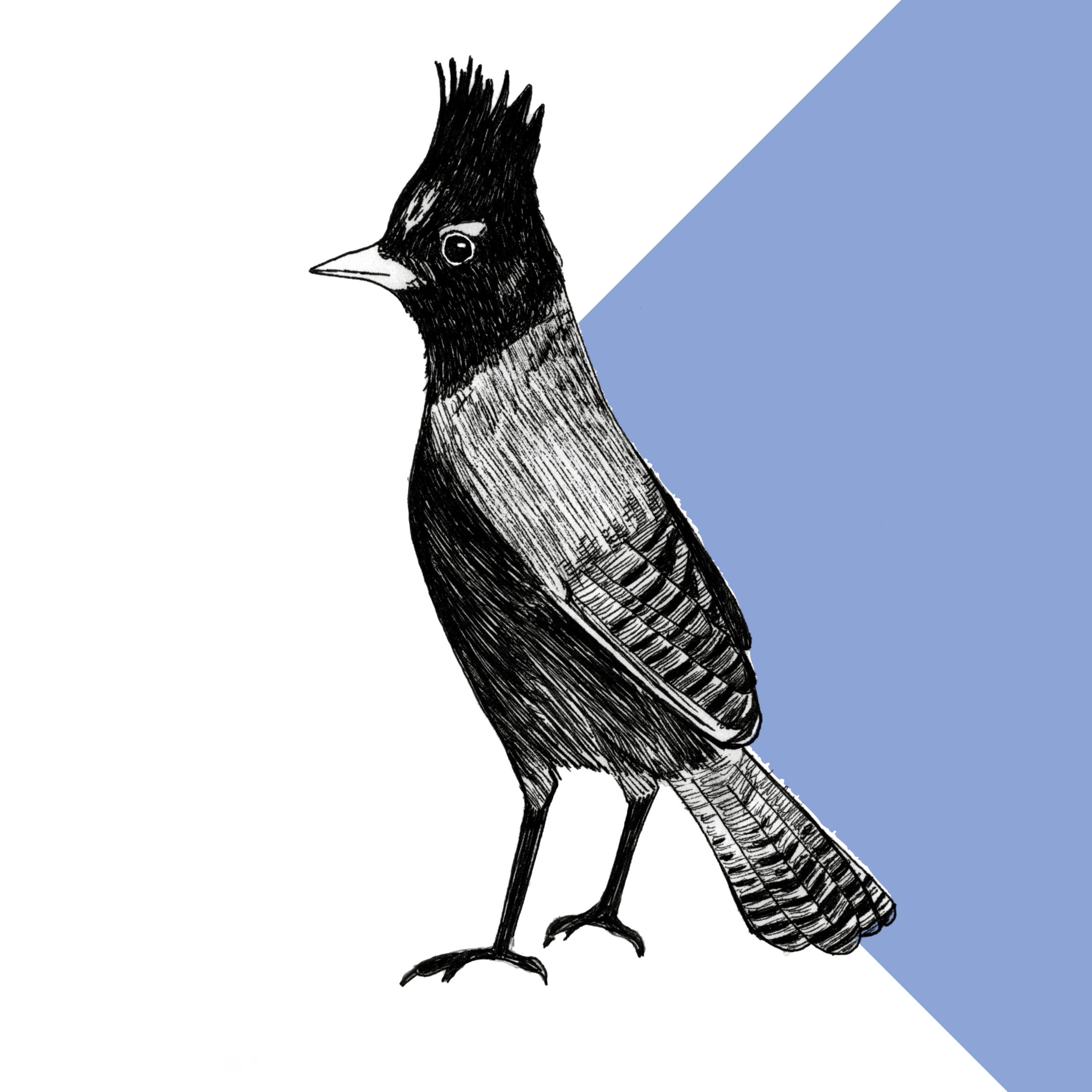 Filterkaffee Steller's Jay aus Honduras Filterkaffee Steller's Jay von Frauenkooperative in Honduras