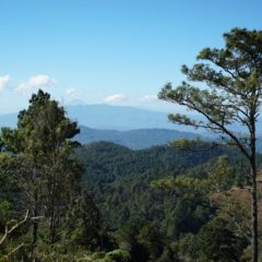Coffee Honduras