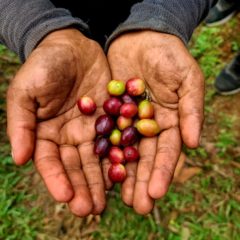 Guatemala Kaffee