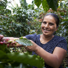 Microlot Flying Roasters