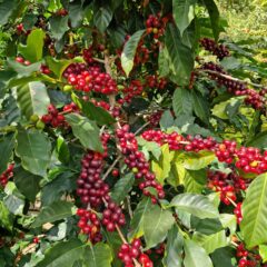 Reife Kaffeekirschen am Kaffeestrauch